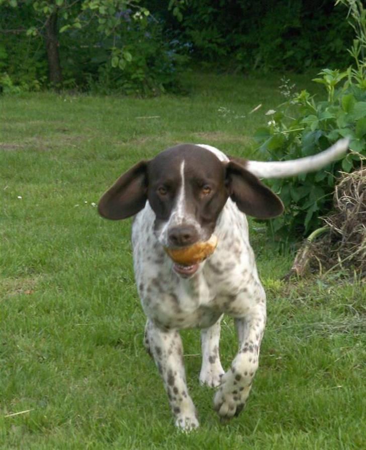 Gammel dansk hønsehund Stampe <33!!  - Mmm, dejligt franskbrød! billede 2