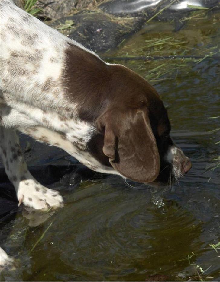 Gammel dansk hønsehund Stampe <33!!  - Årh hun er da tørstig!! billede 3