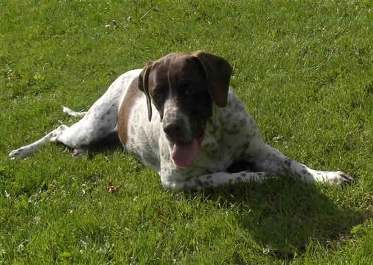 Gammel dansk hønsehund Stampe <33!!  - Nåårh, træt! billede 4