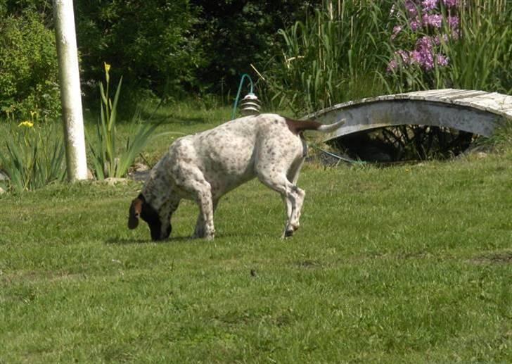 Gammel dansk hønsehund Stampe <33!!  - Hahah, skøre lille pige!! billede 5