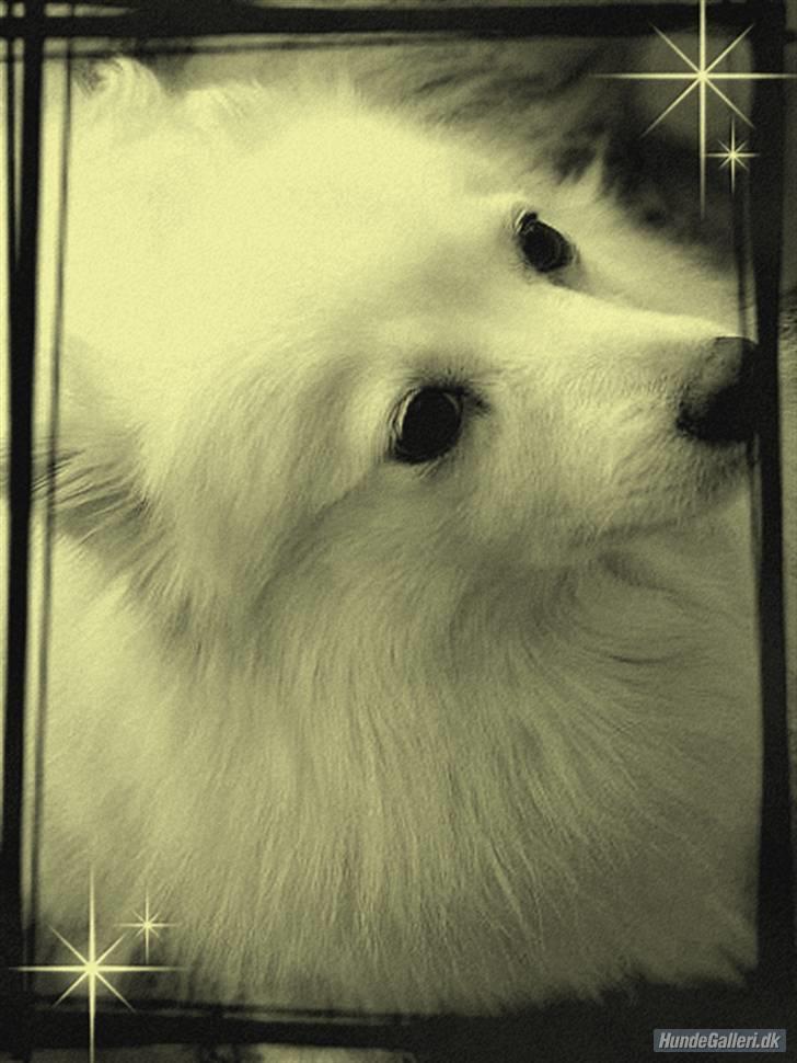 Japansk spids Zendi R.I.P - Lavet af Maja. billede 19
