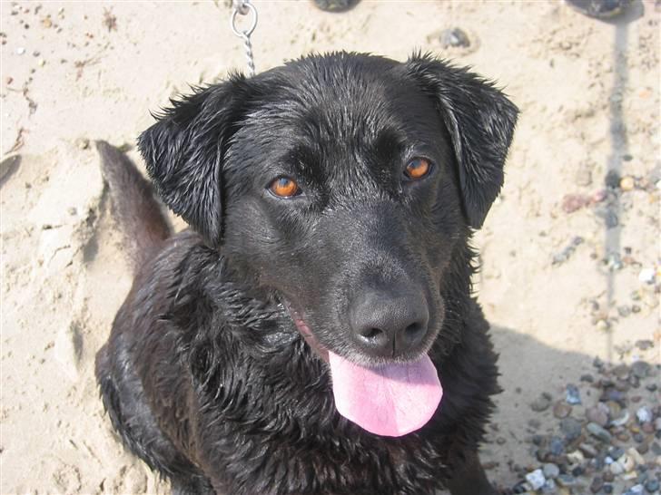 Labrador retriever Bella billede 1