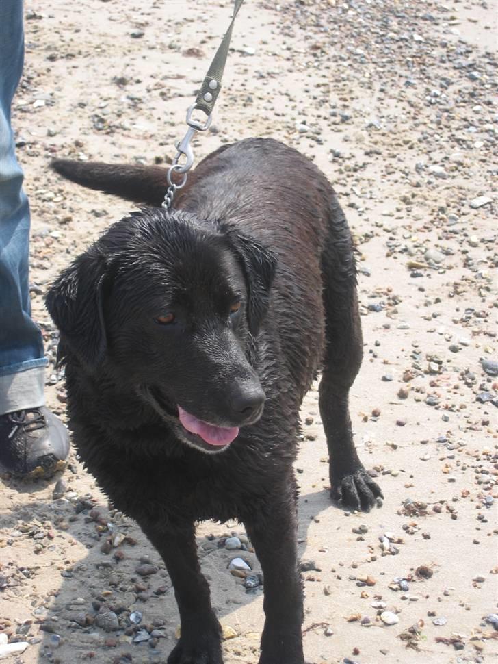 Labrador retriever Bella billede 2