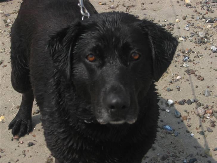 Labrador retriever Bella billede 3