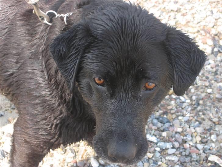 Labrador retriever Bella billede 4