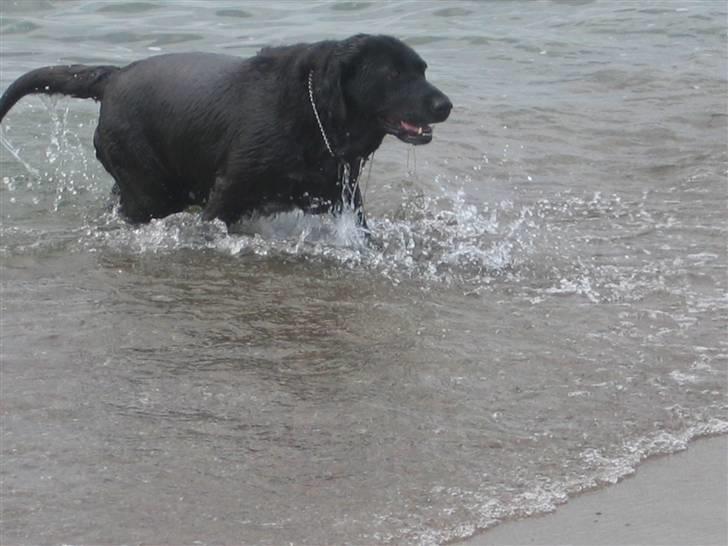 Labrador retriever Bella billede 5