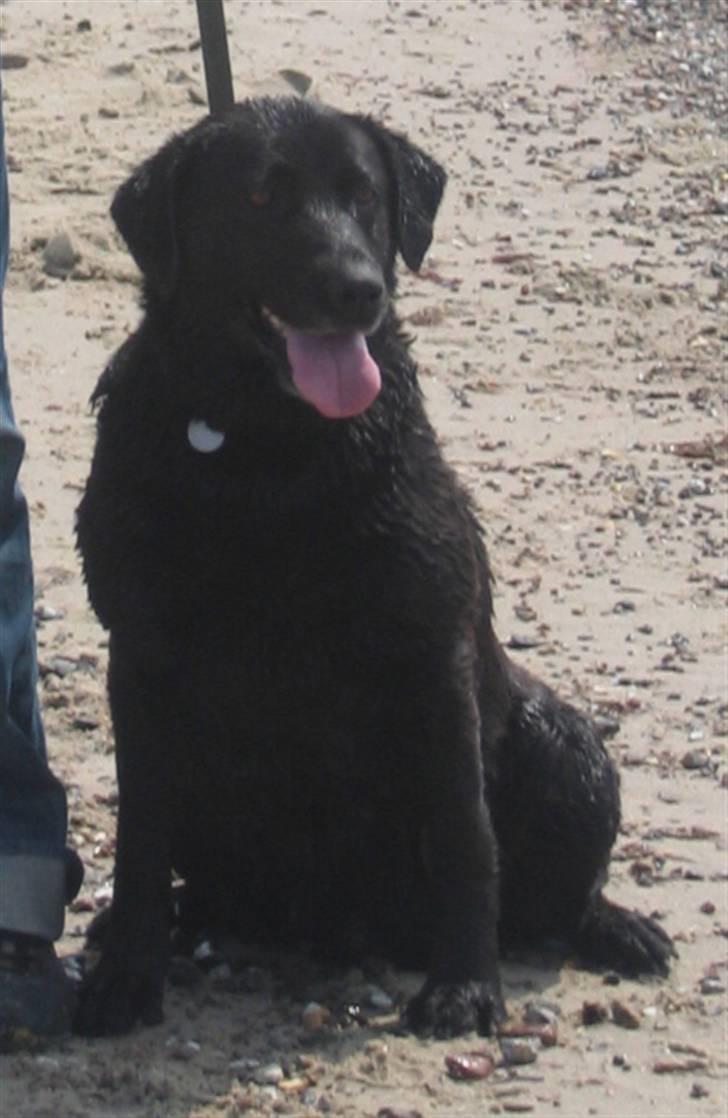 Labrador retriever Bella billede 6