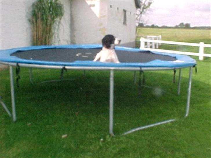 Engelsk springer spaniel Vilma ( Putte) - jeg vil også hoppe på trampolin:) billede 14