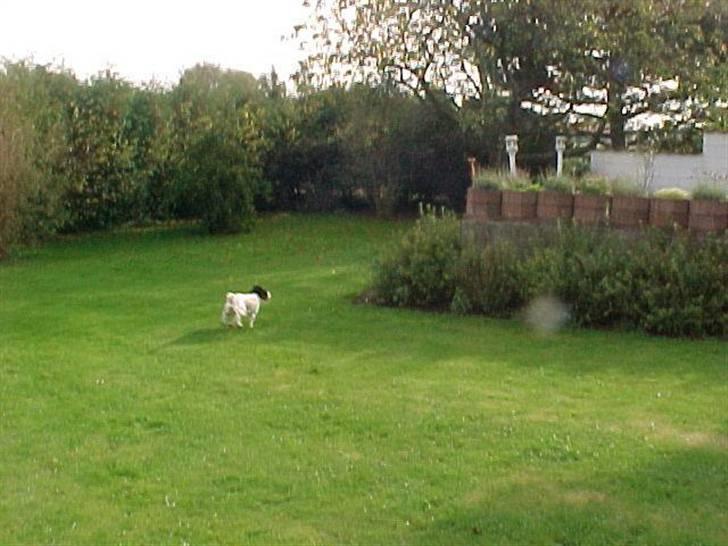 Engelsk springer spaniel Vilma ( Putte) billede 15