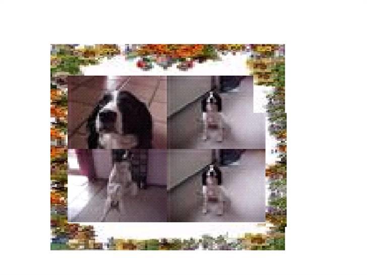 Engelsk springer spaniel Vilma ( Putte) - nårhhhh Putte altså:) billede 16