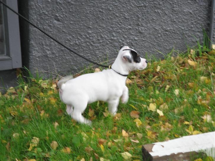 Jack russell terrier Bandit billede 7