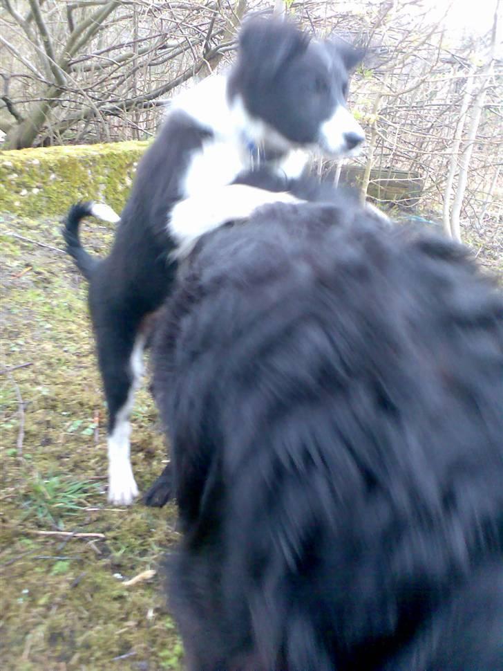 Border collie Pomba billede 9