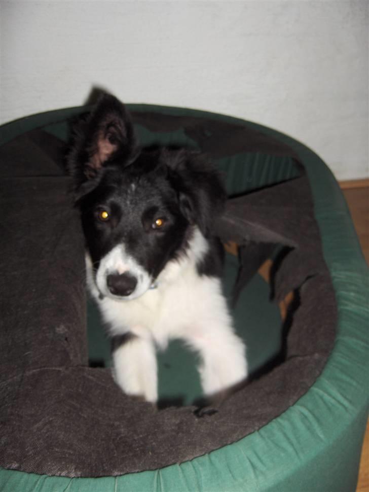 Border collie Pomba billede 10