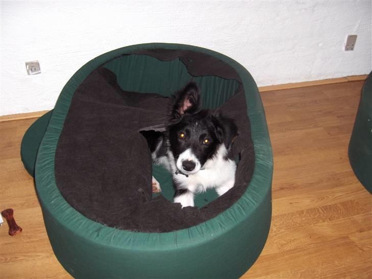 Border collie Pomba billede 11
