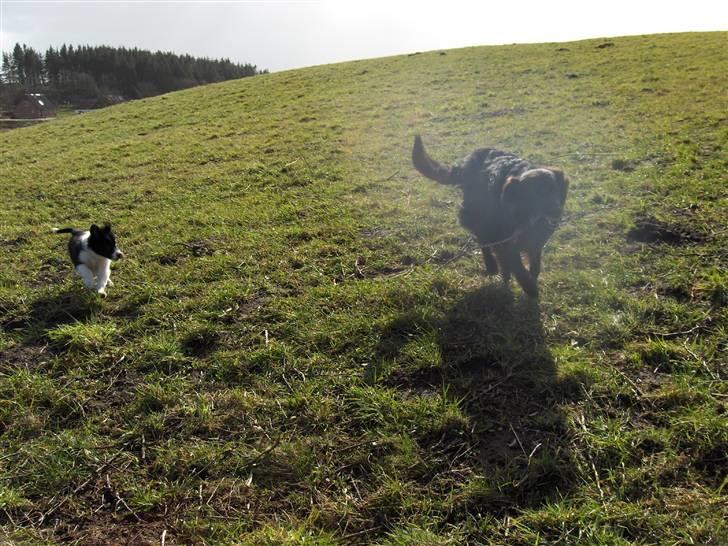 Border collie Pomba billede 12