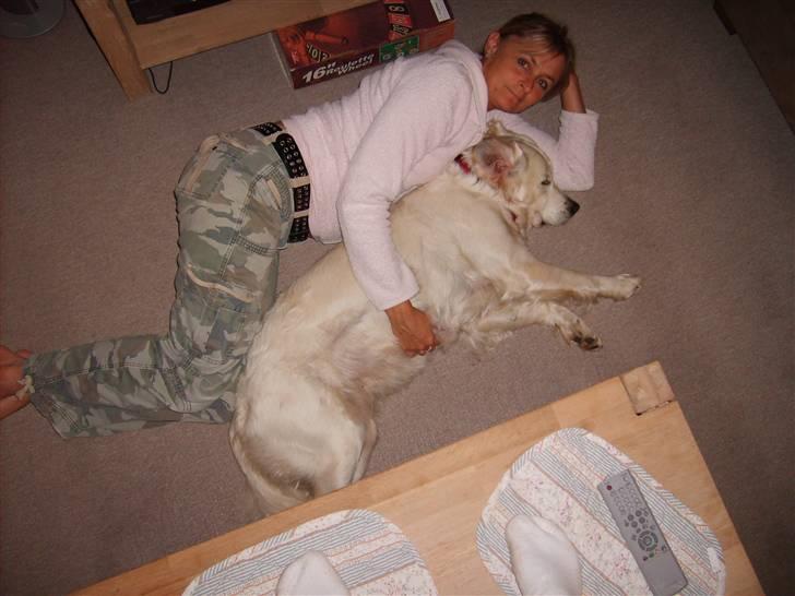 Golden retriever lady billede 20