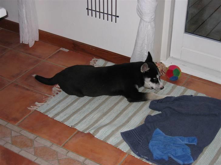Siberian husky Aslan billede 13