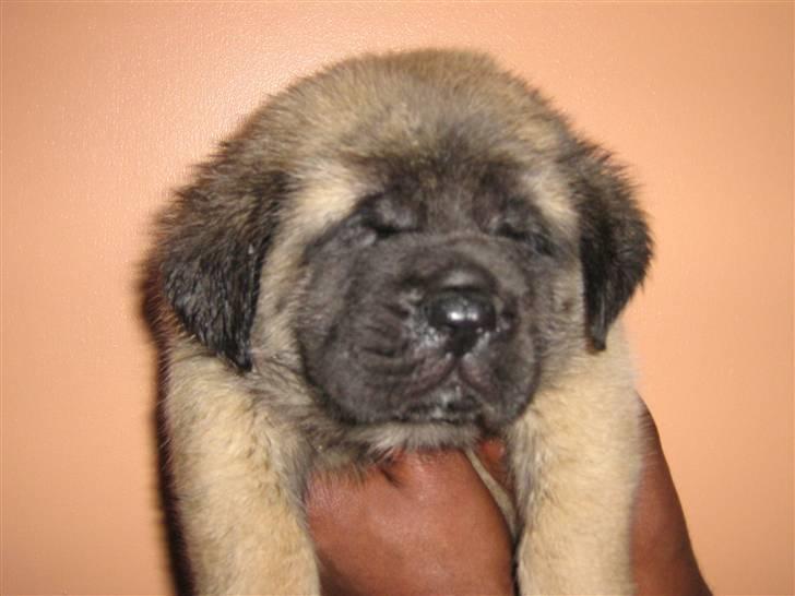 Mastiff guffi - 3 uger og lige til at kysse  billede 1