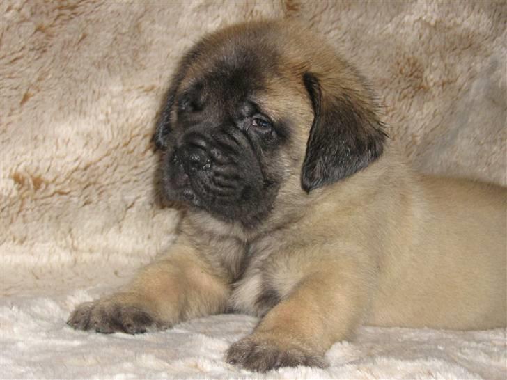 Mastiff guffi - 4 uger og alt for lækker billede 2