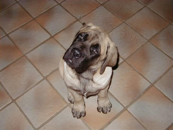 Mastiff guffi - hit så med den guf billede 3