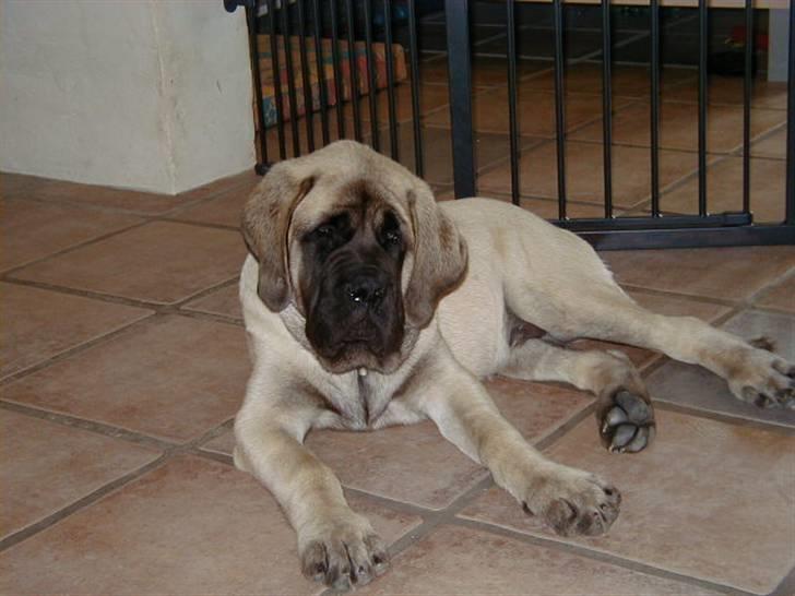 Mastiff guffi - 15 uger og tænksom billede 4