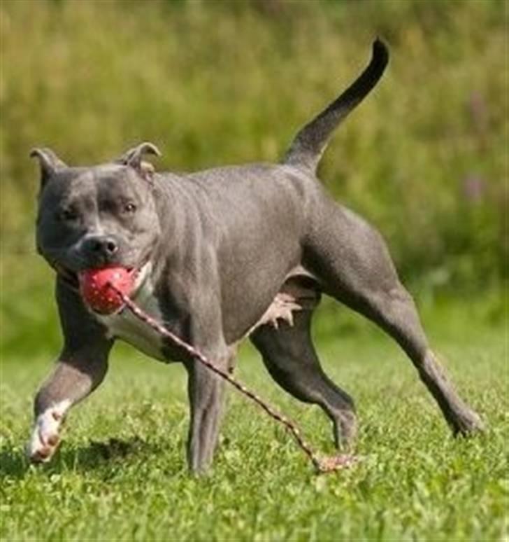 Staffordshire bull terrier Blue Blazer Girl billede 10