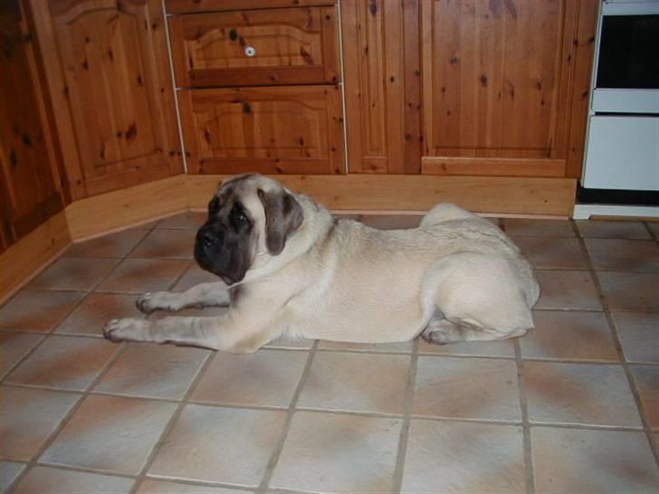 Mastiff guffi - hvorfor er det lige hun tager et billede billede 5
