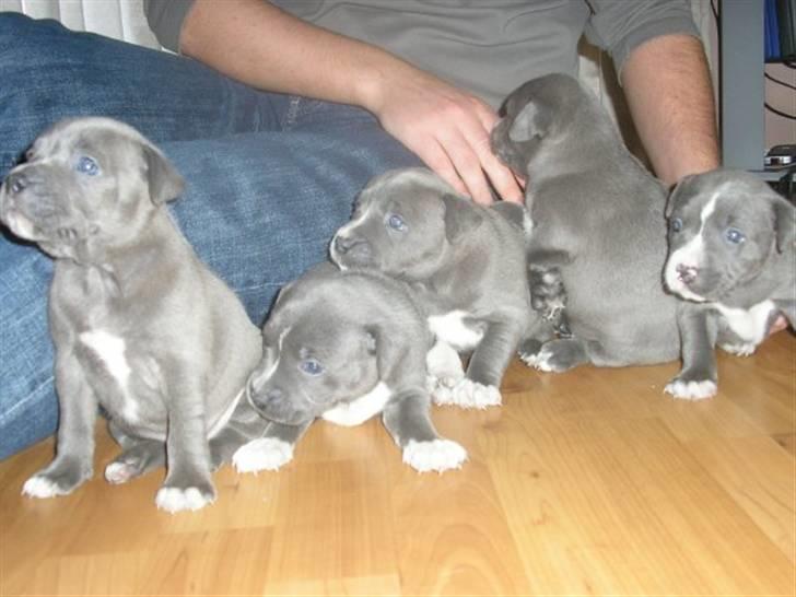 Staffordshire bull terrier Blue Blazer Girl billede 11