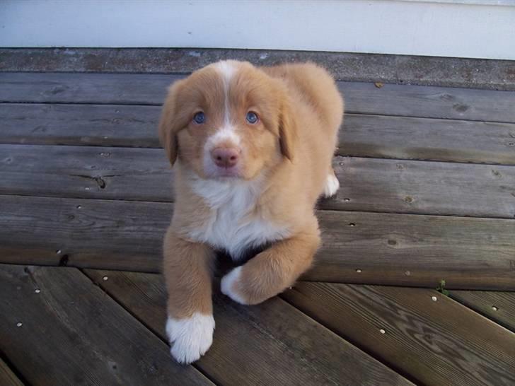 Nova scotia duck tolling retriever bailey - 8 uger: første dag hos min nye familie. er jeg ikke sød og fin billede 1