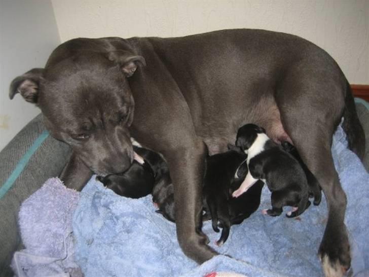 Staffordshire bull terrier Blue Blazer Girl billede 13