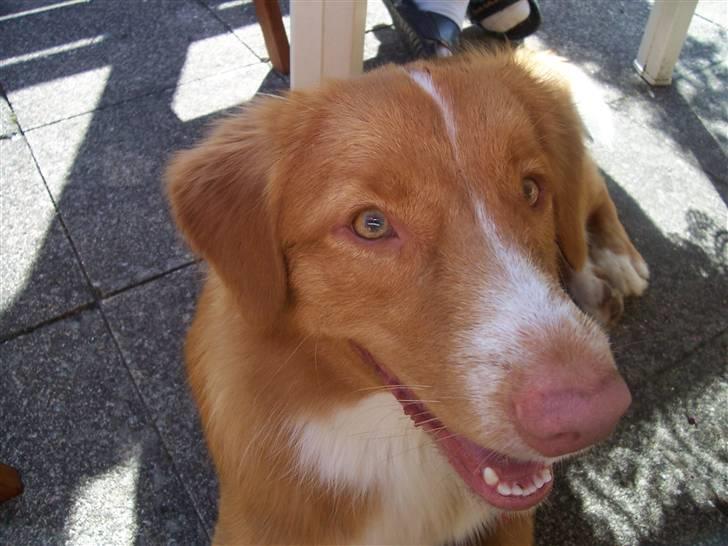 Nova scotia duck tolling retriever bailey - ca. 1 år: ikke så tæt med kameraet mor billede 4