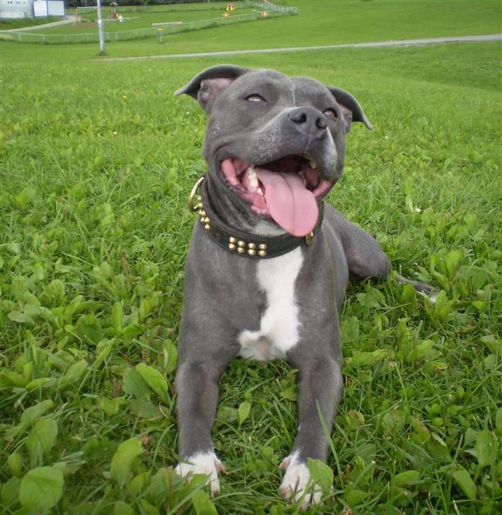 Staffordshire bull terrier Blue Blazer Girl billede 14