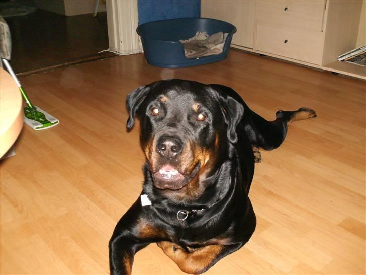 Rottweiler fie billede 8