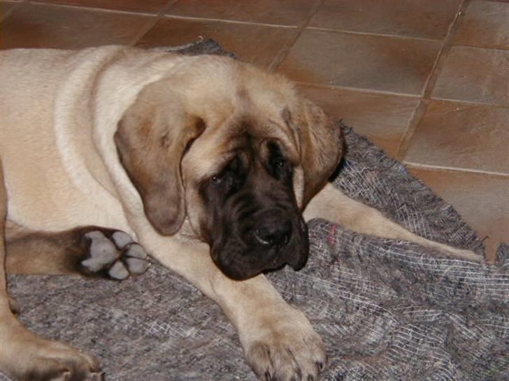 Mastiff guffi - jeg ser lidt nedtrykt ud mon ikk hun så gir en guf billede 6