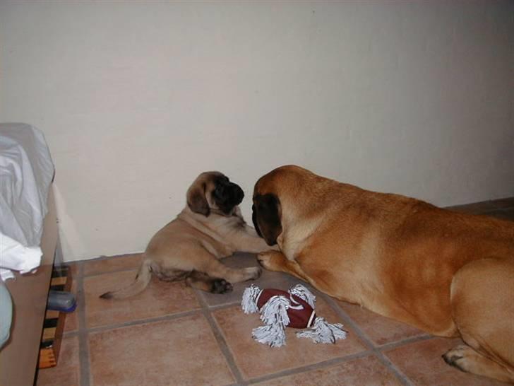 Mastiff guffi - bedste venner billede 7