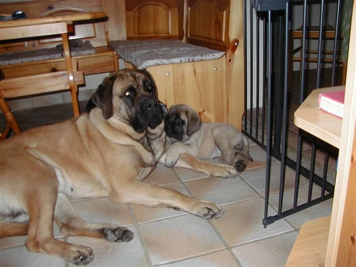 Mastiff guffi billede 8