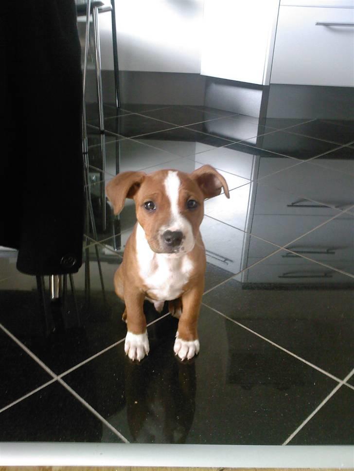 Staffordshire bull terrier Zamzam billede 2