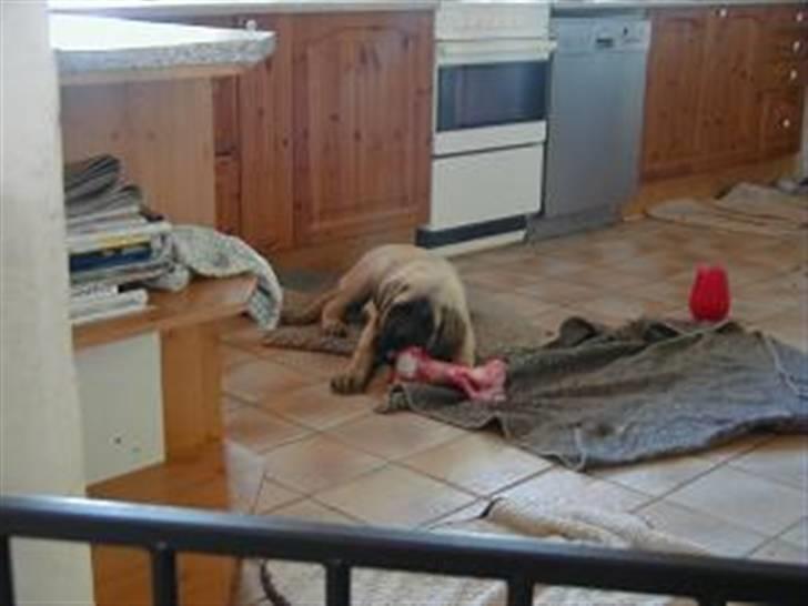 Mastiff guffi - skøøøøønt kødben jeg har fået fat i billede 9