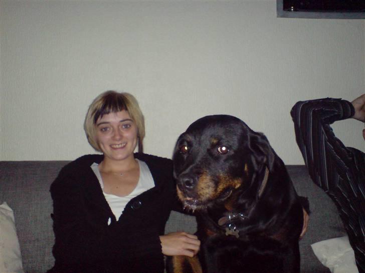 Rottweiler Zenta - zenta synes det er så hyggeligt, når hun også må være i sofaen, og gør det kun når hun får lov billede 20