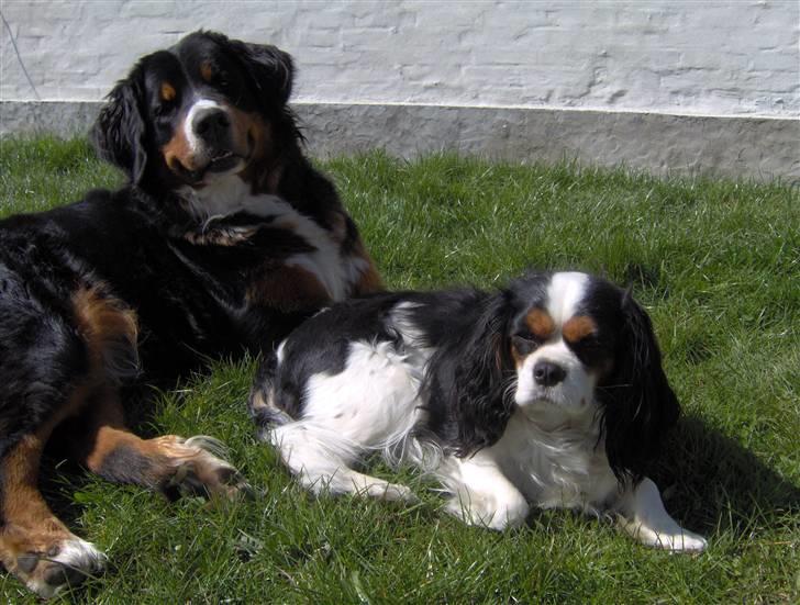 Berner sennenhund Chili billede 13