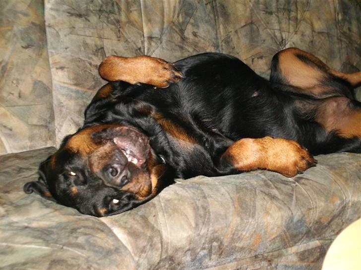 Rottweiler fie billede 9