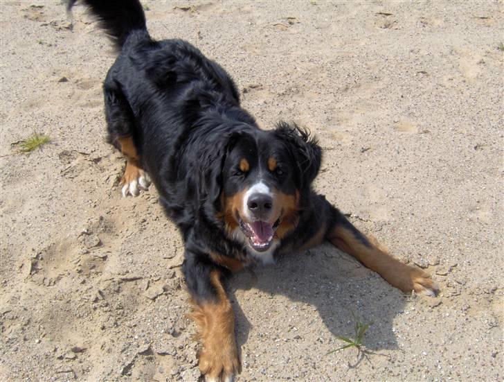 Berner sennenhund Chili billede 14