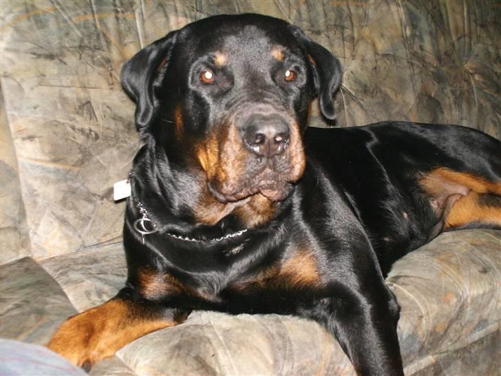 Rottweiler fie billede 10