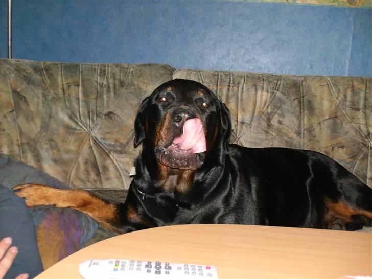 Rottweiler fie billede 11