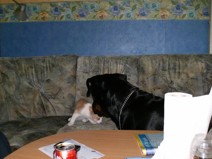 Rottweiler fie billede 12