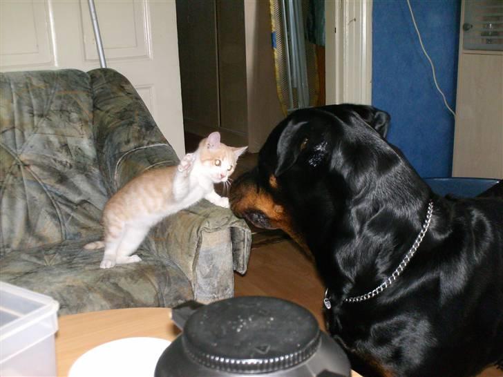 Rottweiler fie billede 13