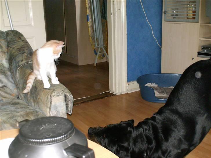 Rottweiler fie billede 14