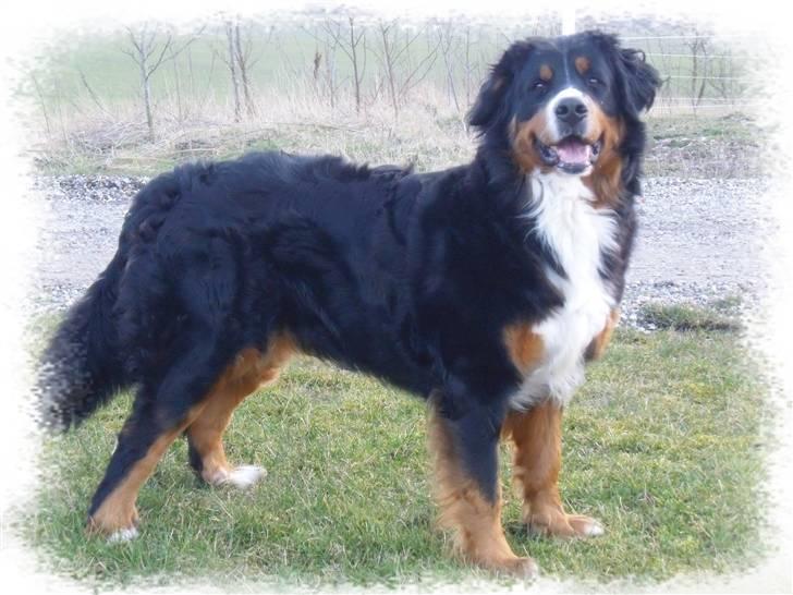 Berner sennenhund Chili billede 15