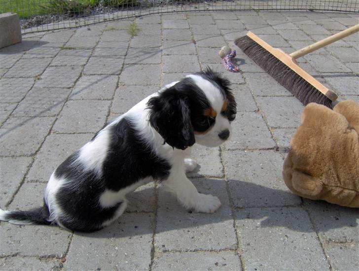 Cavalier king charles spaniel Mitzi billede 16