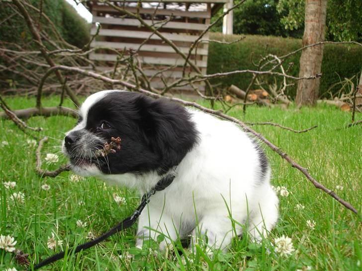 Tibetansk spaniel Chicco billede 8